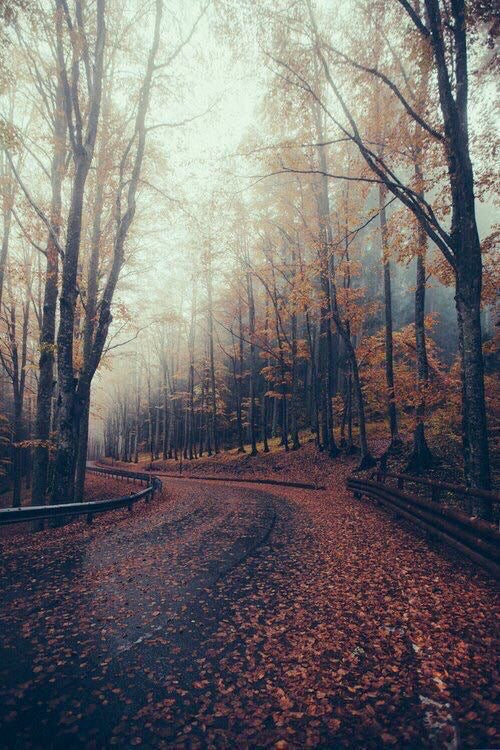 Fall Collection